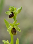 Ophrys litigieux