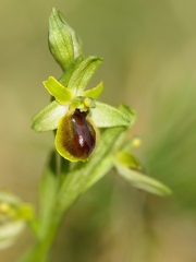 Ophrys litigieux