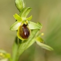 Ophrys_litigieux_70.jpg