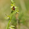Ophrys_litigieux_71.jpg
