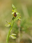 Ophrys litigieux