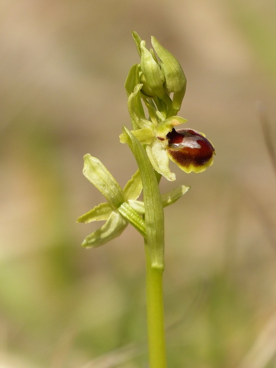 Ophrys litigieux