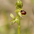 Ophrys_litigieux_72.jpg