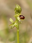 Ophrys litigieux