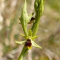 Ophrys_litigieux_73.jpg