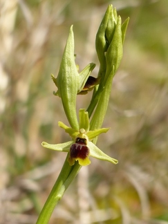 Ophrys litigieux