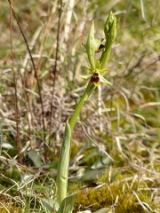 Ophrys litigieux