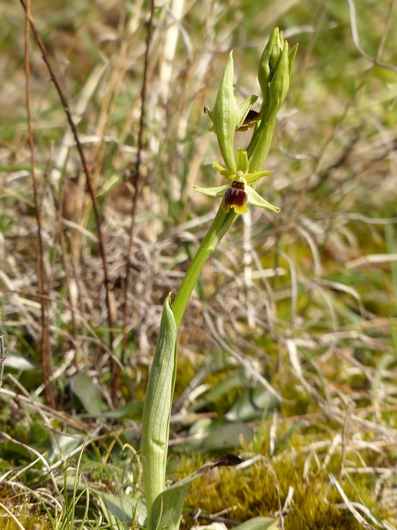 Ophrys litigieux