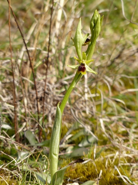 Ophrys litigieux
Ophrys litigiosa (ou Ophrys araneola)
Puy Lenty - Brive-la-Gaillarde - CORREZE (19) Ophrys_litigieux_74.jpg