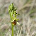 Ophrys_litigieux_75.jpg