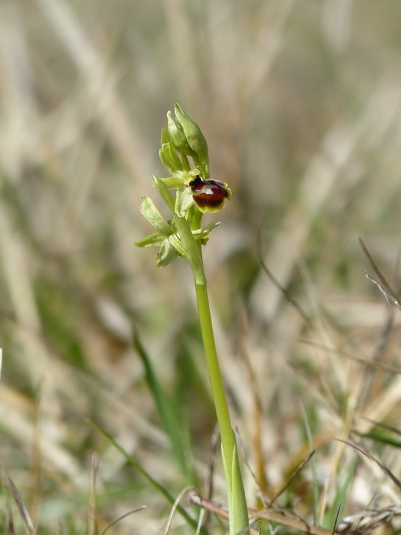 Ophrys litigieux