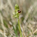 Ophrys_litigieux_76.jpg