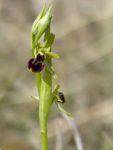 Ophrys_litigieux_77.jpg