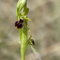 Ophrys_litigieux_77.jpg