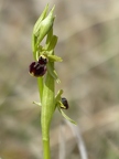 Ophrys litigieux