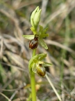 Ophrys litigieux