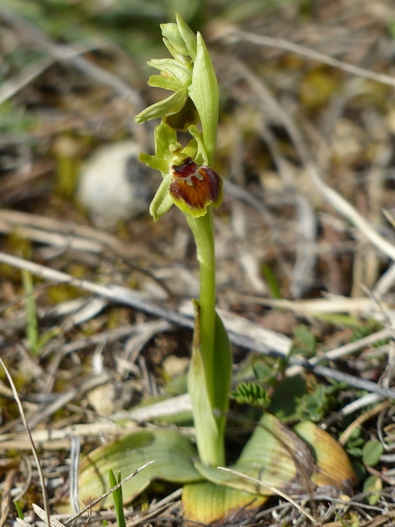 Ophrys litigieux