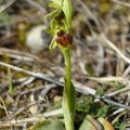 Ophrys_litigieux_79.jpg