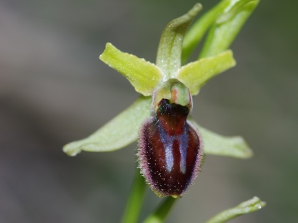 Ophrys litigieux