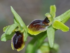 Ophrys litigieux