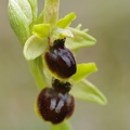 Ophrys_litigieux_82.jpg