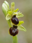 Ophrys litigieux