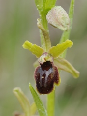 Ophrys litigieux