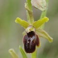 Ophrys_litigieux_83.jpg