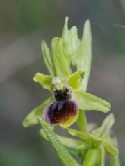 Ophrys litigieux