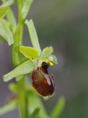 Ophrys litigieux