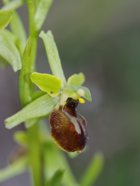 Ophrys_litigieux_85.jpg