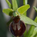 Ophrys_litigieux_86.jpg