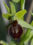 Ophrys litigieux