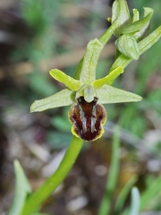 Ophrys litigieux