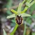 Ophrys_litigieux_87.jpg