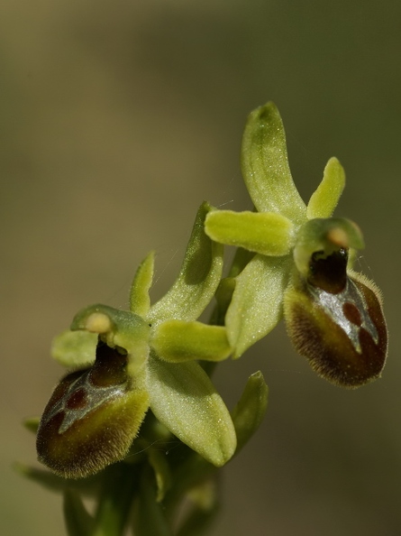 Ophrys_araignee_01.jpg