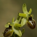 Ophrys araignée