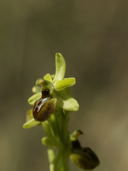 Ophrys_araignee_02.jpg