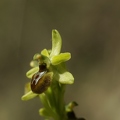 Ophrys_araignee_02.jpg