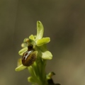 Ophrys araignée