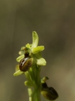 Ophrys araignée