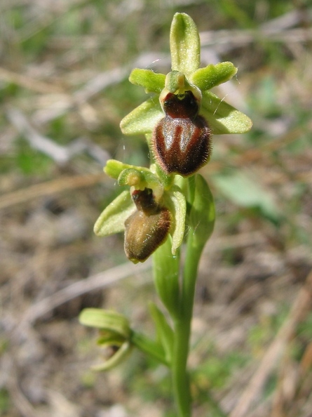 Ophrys_araignee_03.jpg