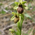 Ophrys araignée