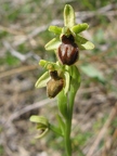 Ophrys araignée