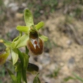 Ophrys araignée