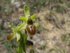 Ophrys araignée