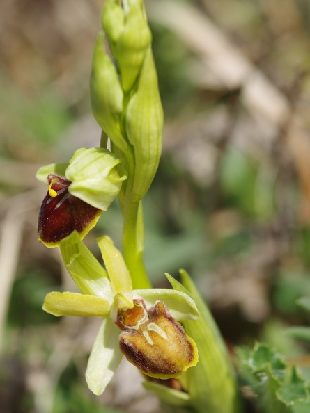 Ophrys araignée