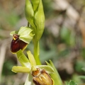 Ophrys araignée