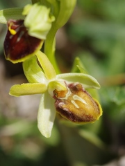 Ophrys araignée