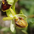 Ophrys araignée